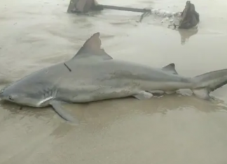 Tubarão é salvo em São Vicente