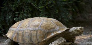 ‘Mundo’ de tartarugas gigantes descoberto