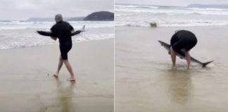 Surfista resgata tubarão