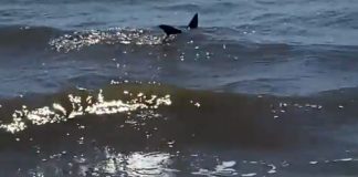 Tubarão aparece em Capão Novo