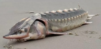 Peixe sinistro achado nos EUA