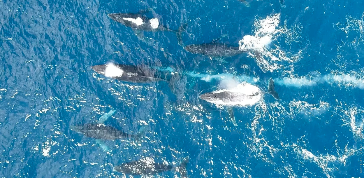 População de baleias-jubarte volta ao normal.