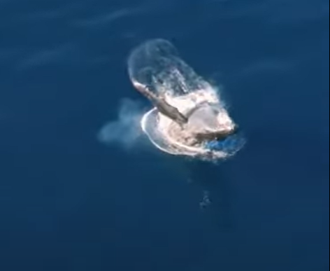 Baleias, Pro Pipeline, Havaí