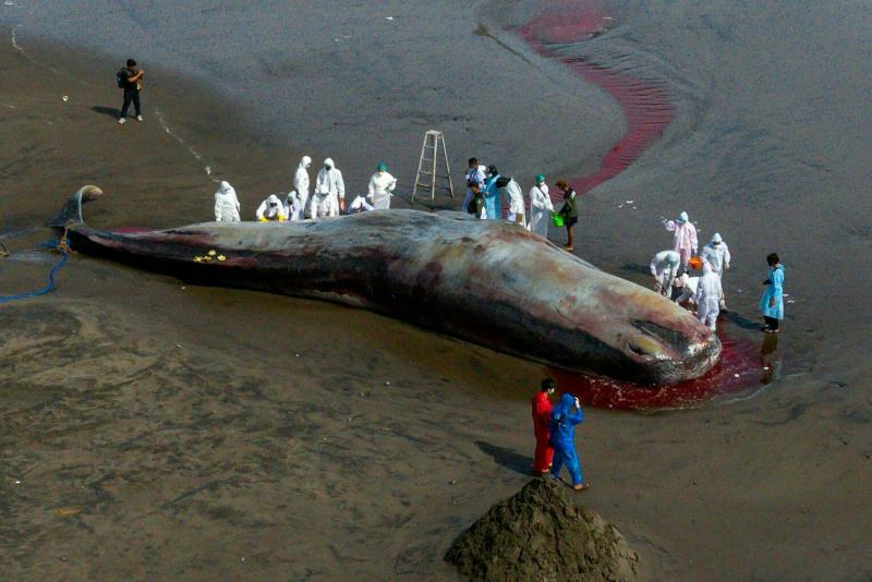 Terceira baleia morre encalhada em Bali em uma semana.