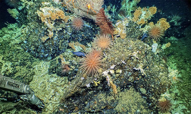 Coral em Galápagos