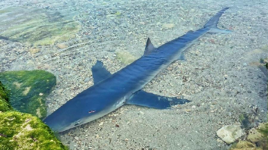 Tubarão azul está entre as espécies mortas, segundo o Ibama.