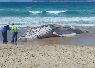 Baleia jubarte encontrada morta