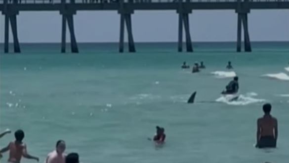 Tubarão visto na Florida, Estados Unidos, 2023
