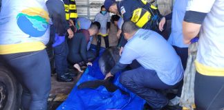 Resgatado golfinho encalhado
