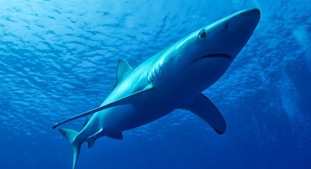 É comum a presença de tubarão-azul no litoral português.