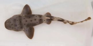Tubarão-lixa nasce em Aracaju