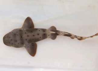 Tubarão-lixa nasce em Aracaju