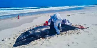 Baleias encalham no Rio