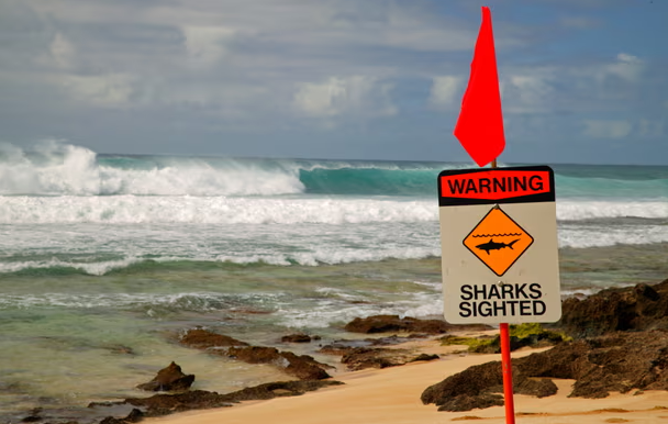 Alerta de Tubarão no Havaí.