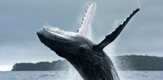 Caça de baleias enfraquece o DNA