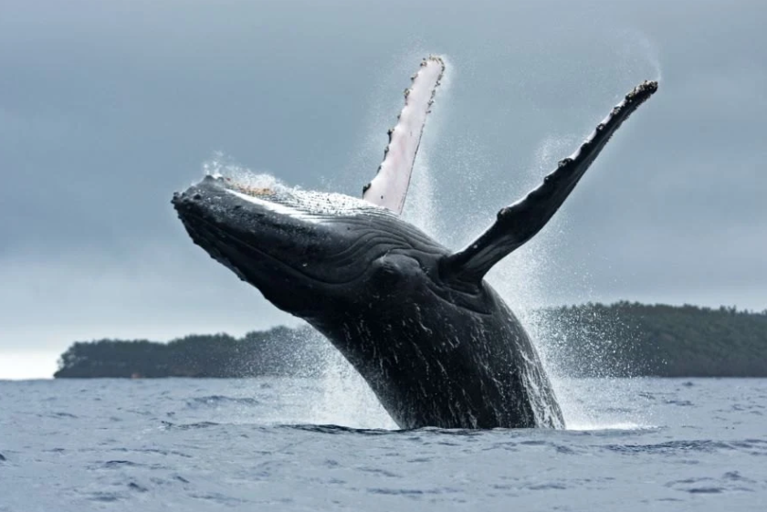 Pesquisadores compararam o DNA de ossos das baleias de hoje aos ossos de baleia encontrados em praias perto de estações baleeiras abandonadas.