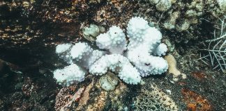 Recifes de corais ameaçados