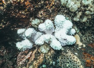 Recifes de corais ameaçados