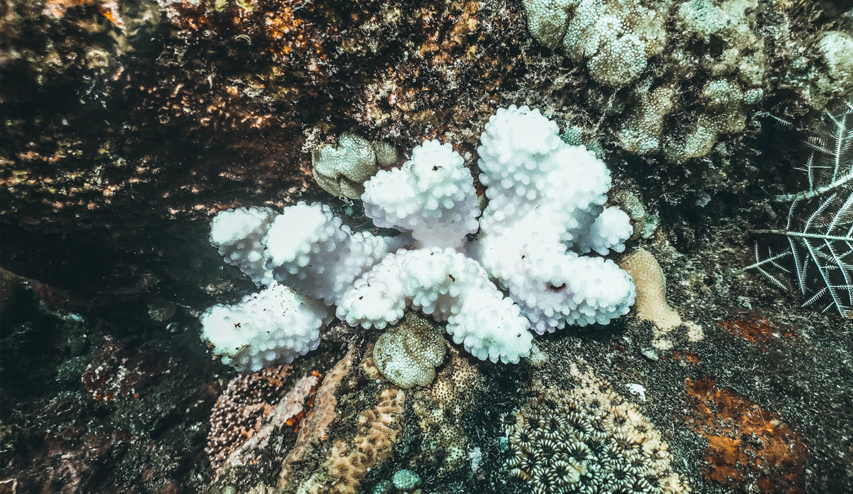 Coral embranquecido no Oceano Índico.