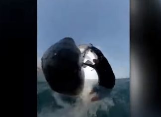 Baleia jubarte acerta surfista