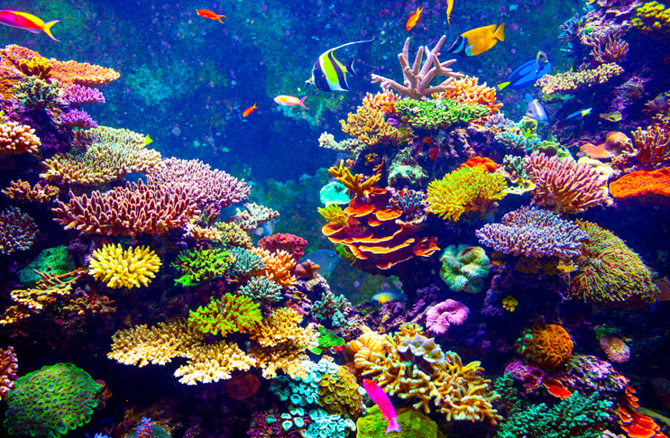 Ecossistema marinho frágil, recifes de corais, litoral de Queensland, Austrália.