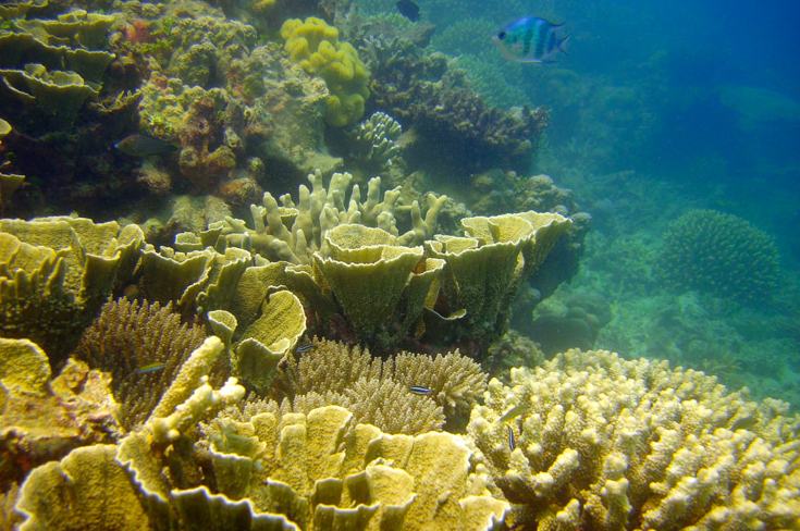 Recifes de corais na Austrália.