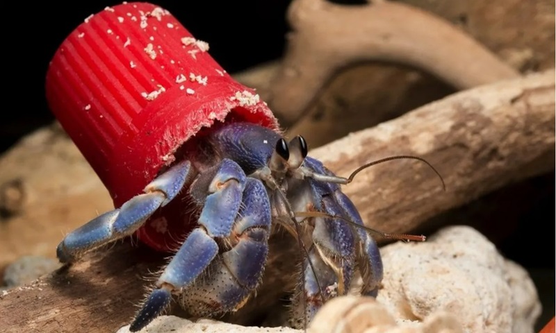 Grande maioria dos itens que pesquisadores observaram em caranguejos eremitas eram feitos de plástico.