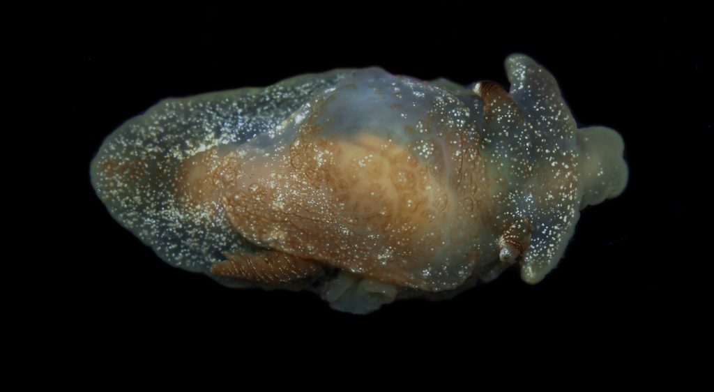 Pleurobranchaea Britannica, espécie de lesma-do-mar, é descoberta na Inglaterra.