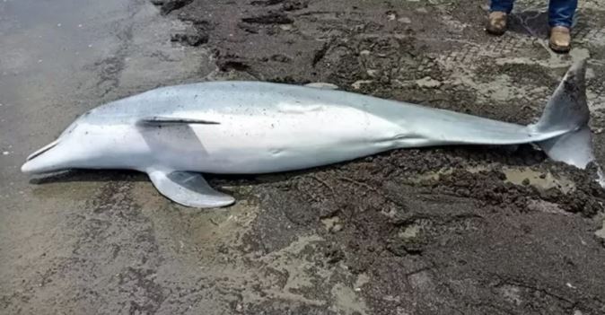 Golfinho morto a tiros na praia de West Mae, estado de Louisiana, EUA.