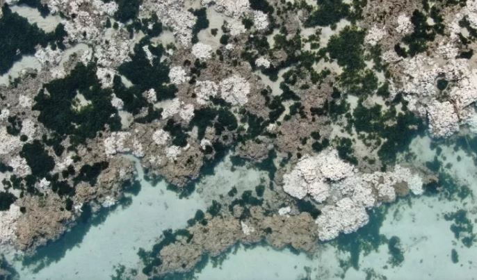 Corais estão brancos em Maceió devido ao recorde de calor.