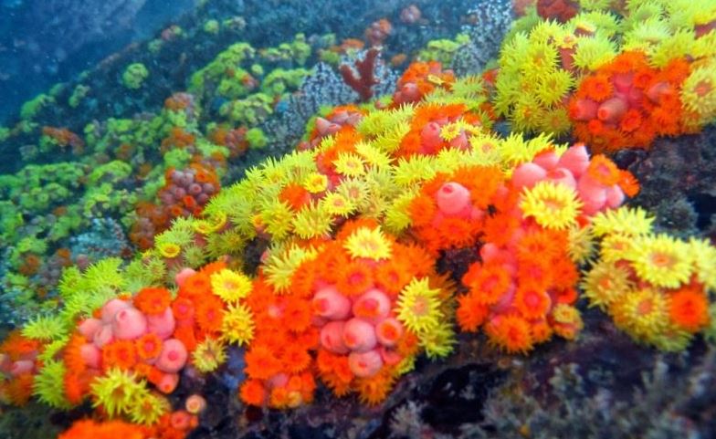 Espécie invasora Coral-sol pode ser contida pela biotecnologia.
