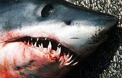 Tubarões atacam na Flórida
