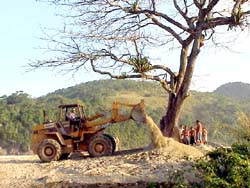 Zecão salva árvore em Ubatuba