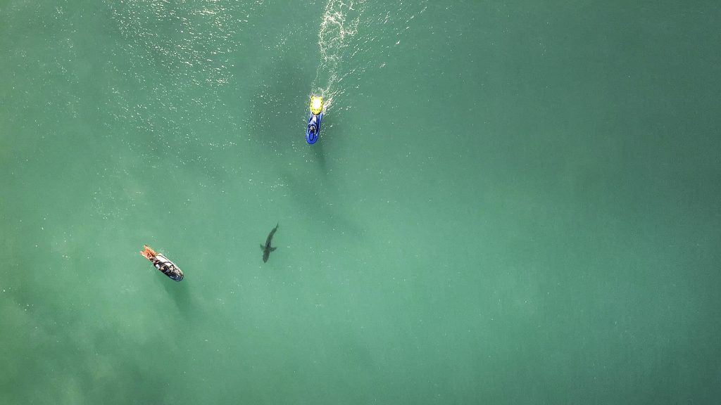 Tubarão flagrado por drone em Jeffreys Bay, África do Sul.