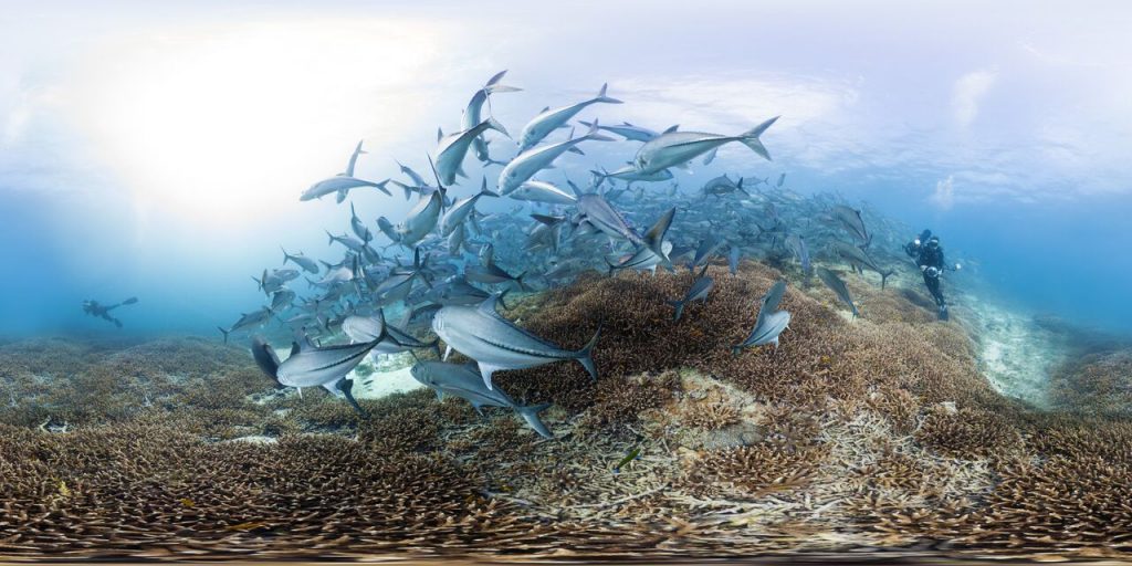 Branqueamento dos corais é uma das consequências do aumento da temperatura dos oceanos.