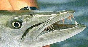 O assassinato da barracuda assassina